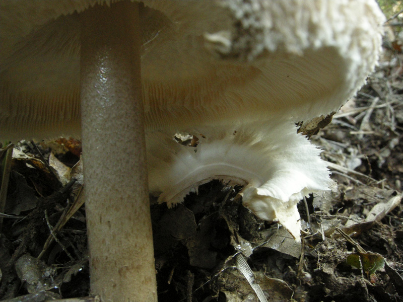 Echinoderma  asperum?